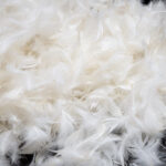Feather